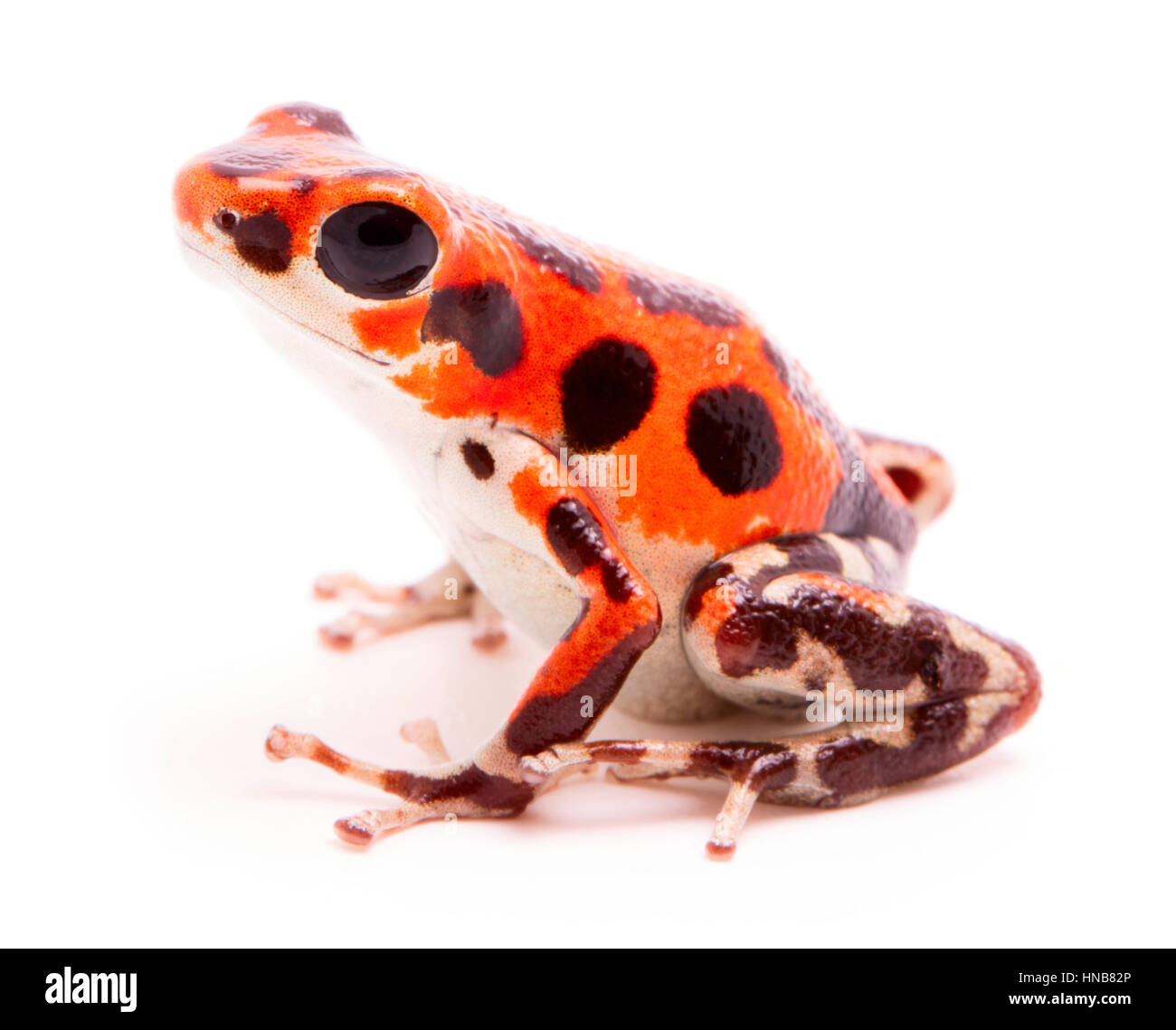 Poison dart frog, une flèche ou morph trouvés sur Red Frog Beach, Bastimentos, Bocas del Toro, PANAMA. La forêt tropicale, des animaux venimeux Oophaga pumili Banque D'Images Poison dart frog, une flèche ou morph trouvés sur Red Frog Beach, Bastimentos, Bocas del Toro, PANAMA. La forêt tropicale, des animaux venimeux Oophaga pumili Banque D'Images