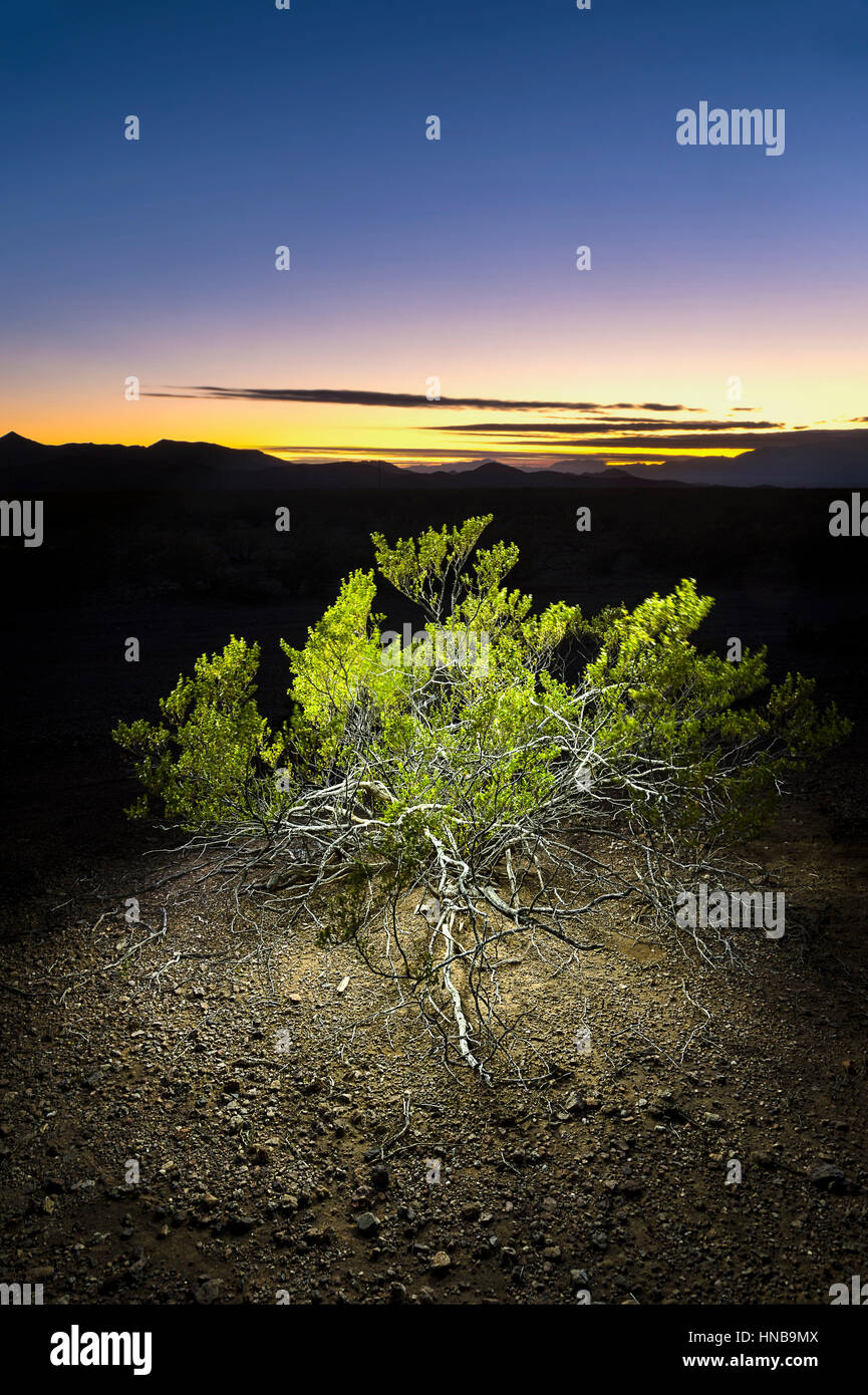 Bush en balai désert désert de l'Arizona La nuit, Arizona, USA Banque D'Images Bush en balai désert désert de l'Arizona La nuit, Arizona, USA Banque D'Images