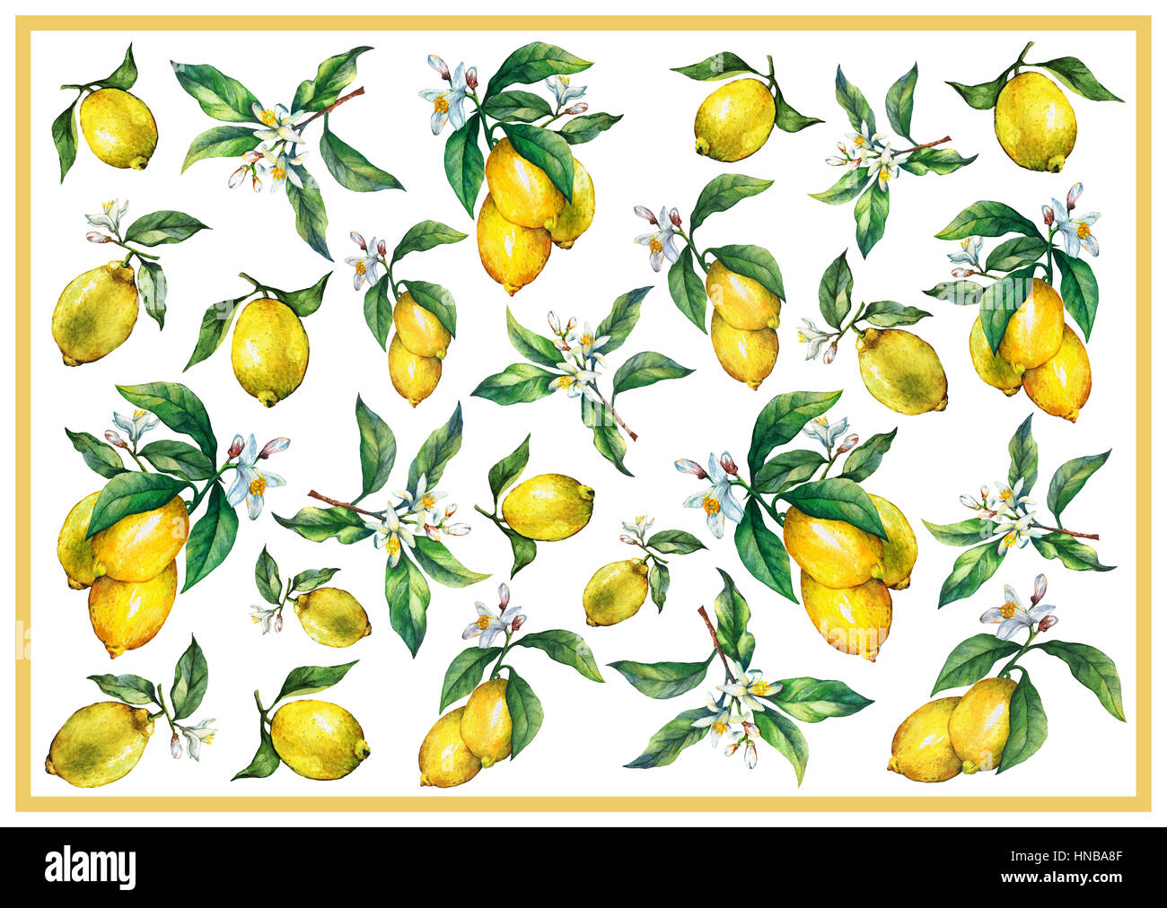 L'arrière-plan des branches d'agrumes frais citrons avec des feuilles vertes et des fleurs. La main de l'aquarelle sur fond blanc Banque D'Images