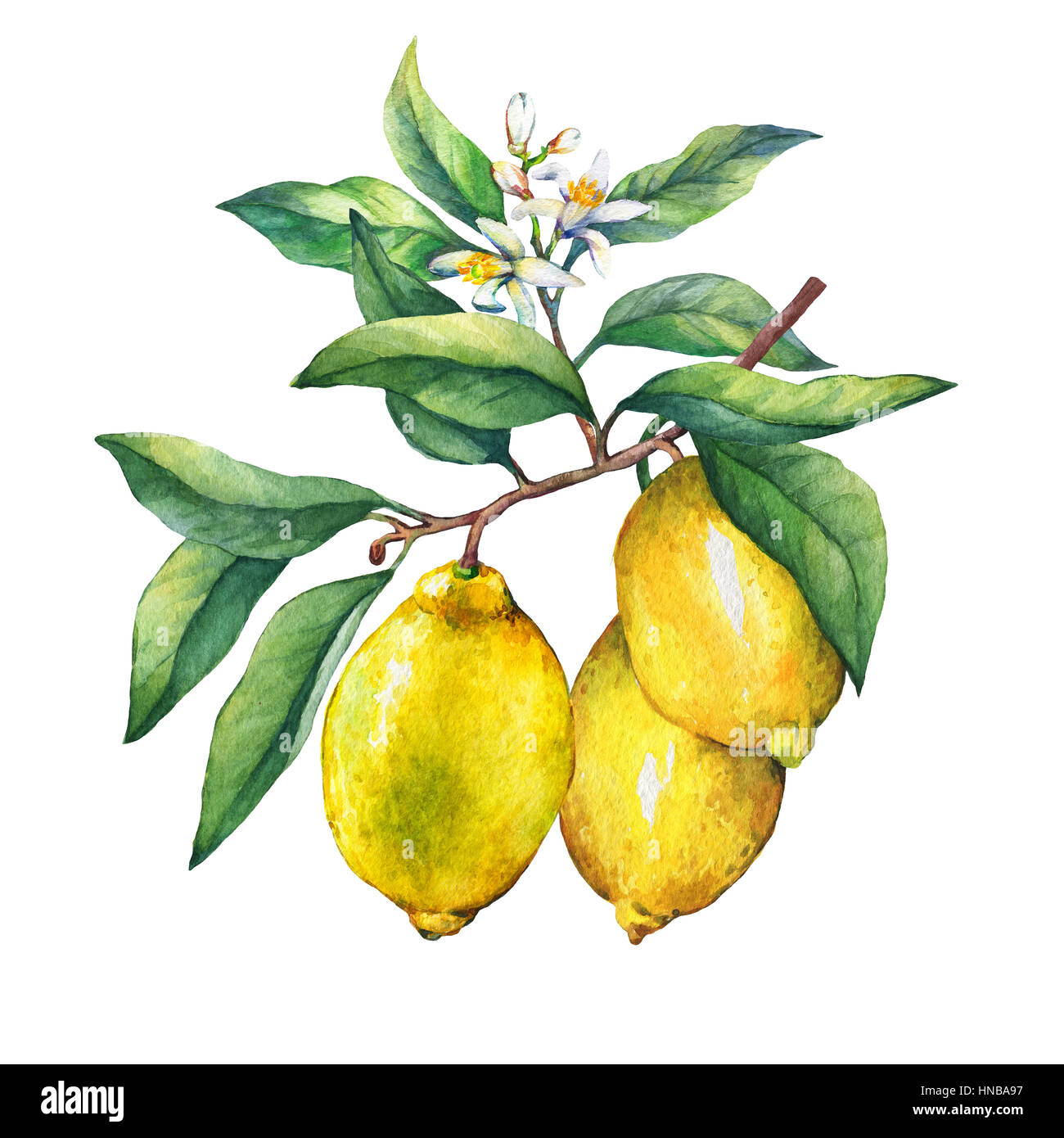 Les agrumes frais citron sur une branche avec fruits, feuilles vertes, de bourgeons et de fleurs. La main de l'aquarelle sur fond blanc. Banque D'Images