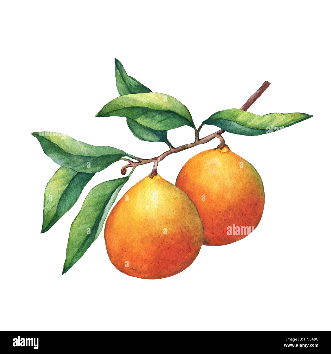 Les agrumes frais oranges sur une branche avec des fruits et feuilles vertes. La main de l'aquarelle sur fond blanc. Banque D'Images