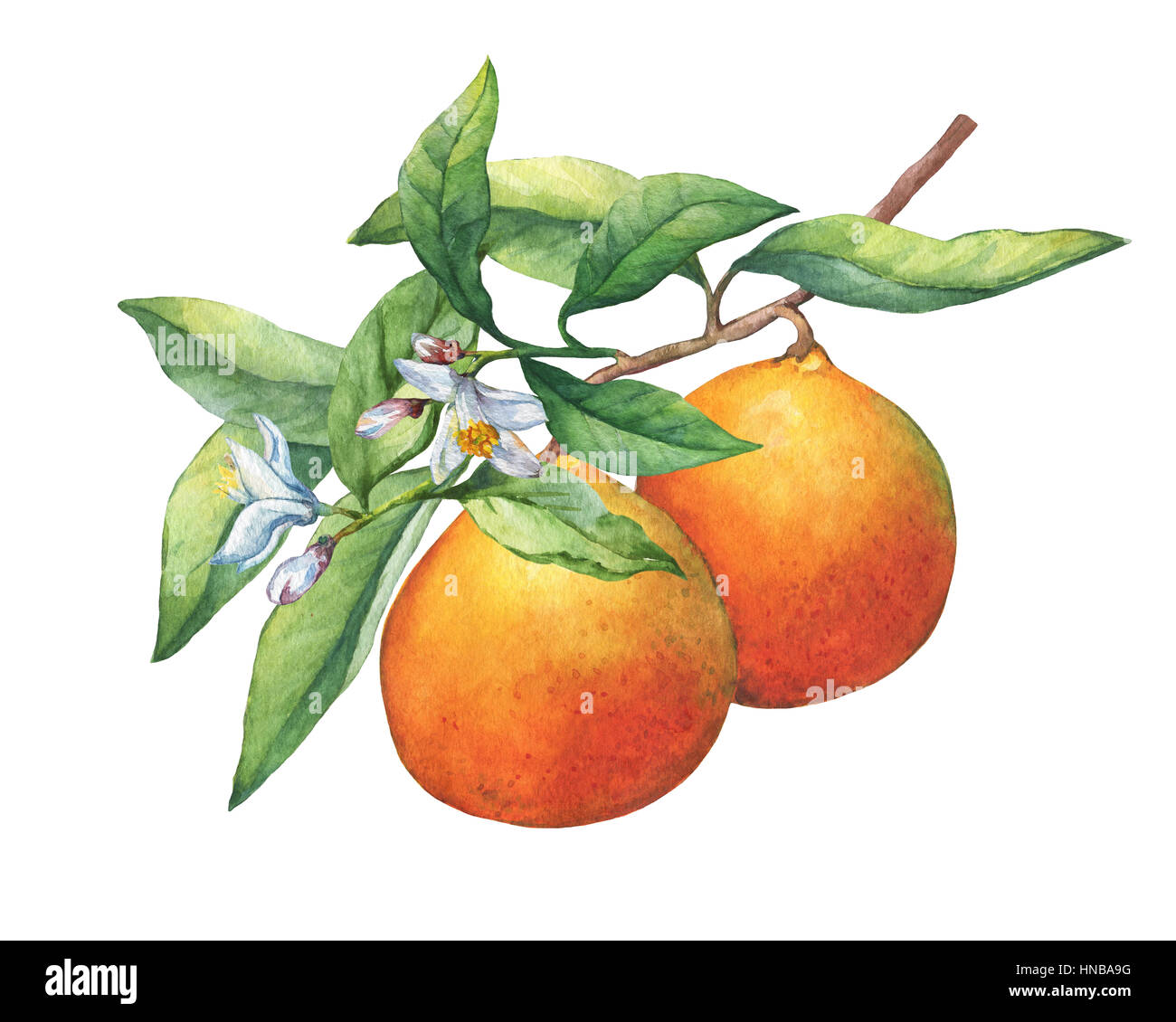 Les agrumes frais oranges sur une branche avec fruits, feuilles vertes, de bourgeons et de fleurs. La main de l'aquarelle sur fond blanc. Banque D'Images