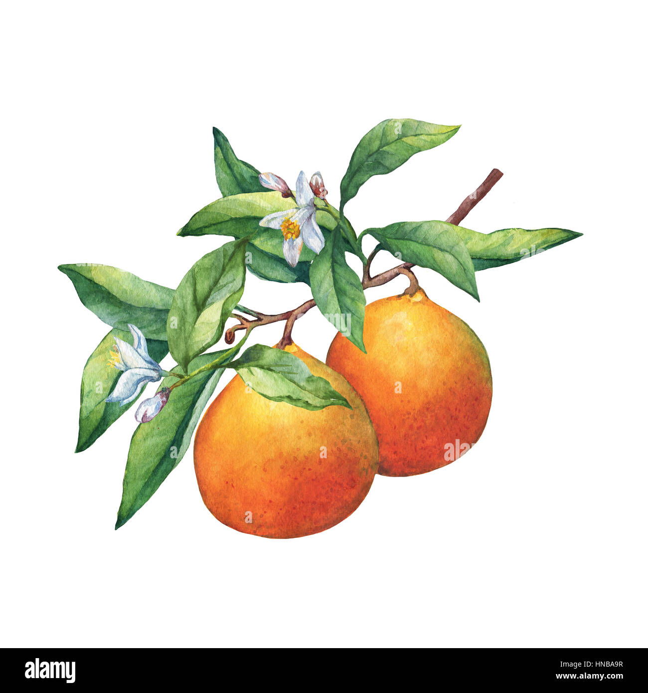 Les agrumes frais oranges sur une branche avec fruits, feuilles vertes, de bourgeons et de fleurs. La main de l'aquarelle sur fond blanc. Banque D'Images