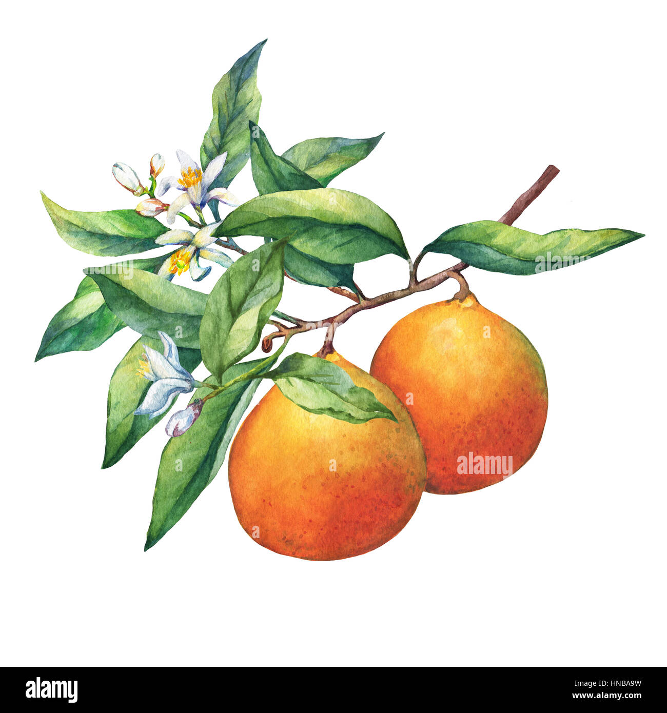 Les agrumes frais oranges sur une branche avec fruits, feuilles vertes, de bourgeons et de fleurs. La main de l'aquarelle sur fond blanc. Banque D'Images