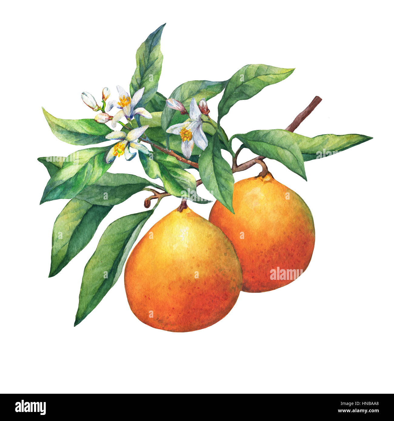 Les agrumes frais oranges sur une branche avec fruits, feuilles vertes, de bourgeons et de fleurs. La main de l'aquarelle sur fond blanc. Banque D'Images