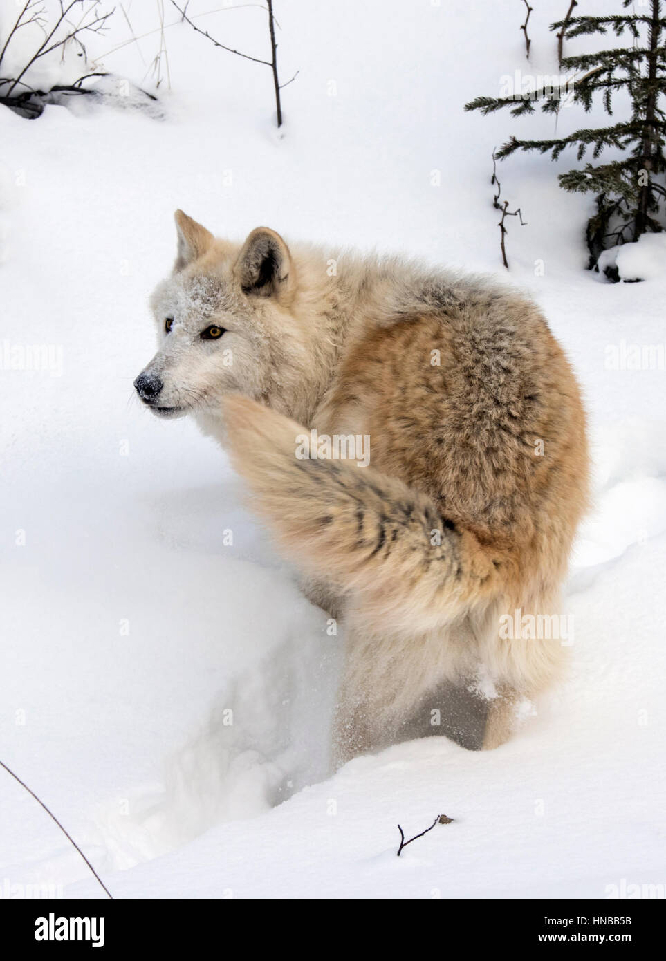 Loup gris ; Canus lupus ; British Columbia, Canada Banque D'Images