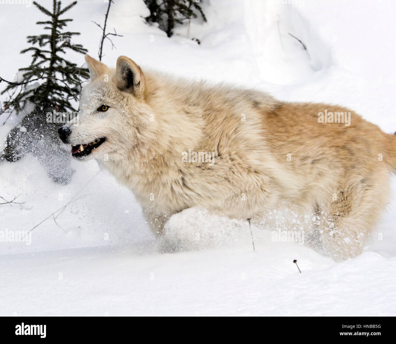 Loup gris ; Canus lupus ; British Columbia, Canada Banque D'Images