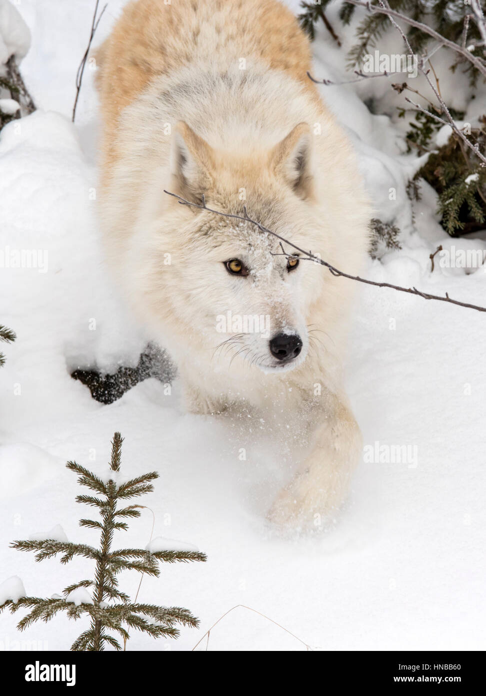 Loup gris ; Canus lupus ; British Columbia, Canada Banque D'Images