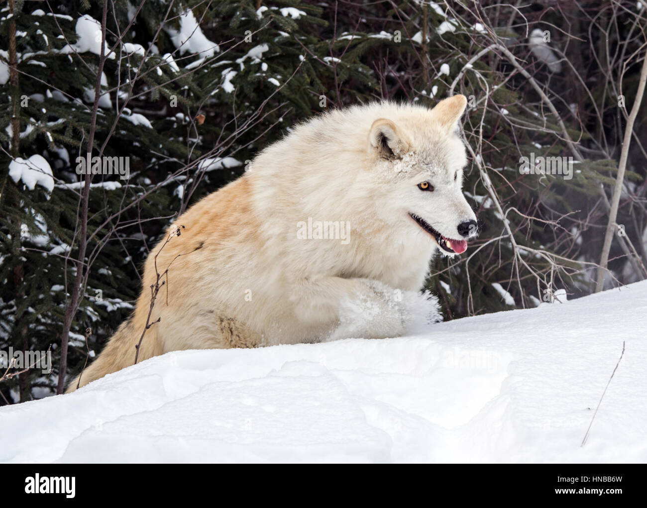 Loup gris ; Canus lupus ; British Columbia, Canada Banque D'Images