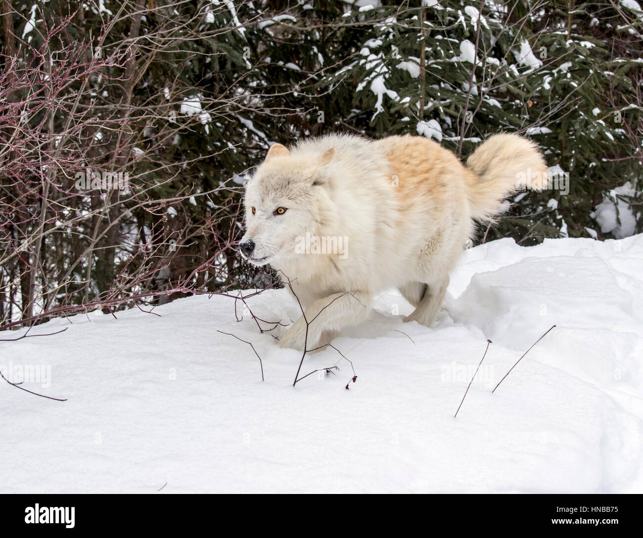 Loup gris ; Canus lupus ; British Columbia, Canada Banque D'Images