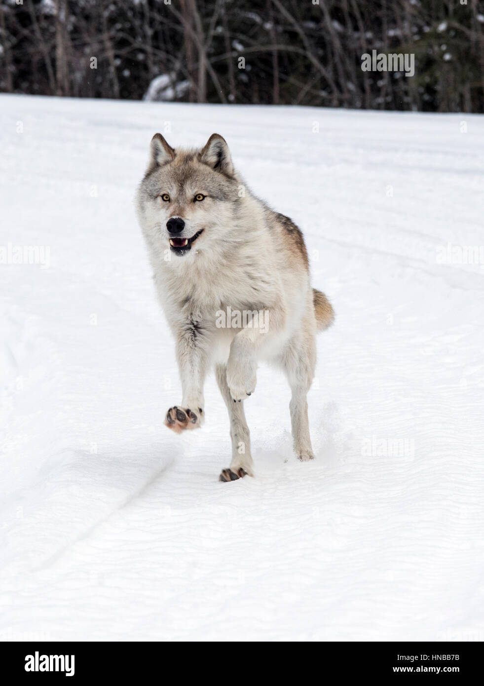 Loup gris ; Canus lupus ; British Columbia, Canada Banque D'Images