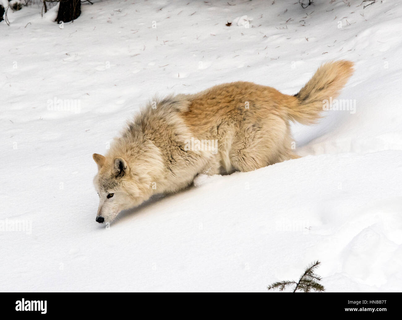 Loup gris ; Canus lupus ; British Columbia, Canada Banque D'Images