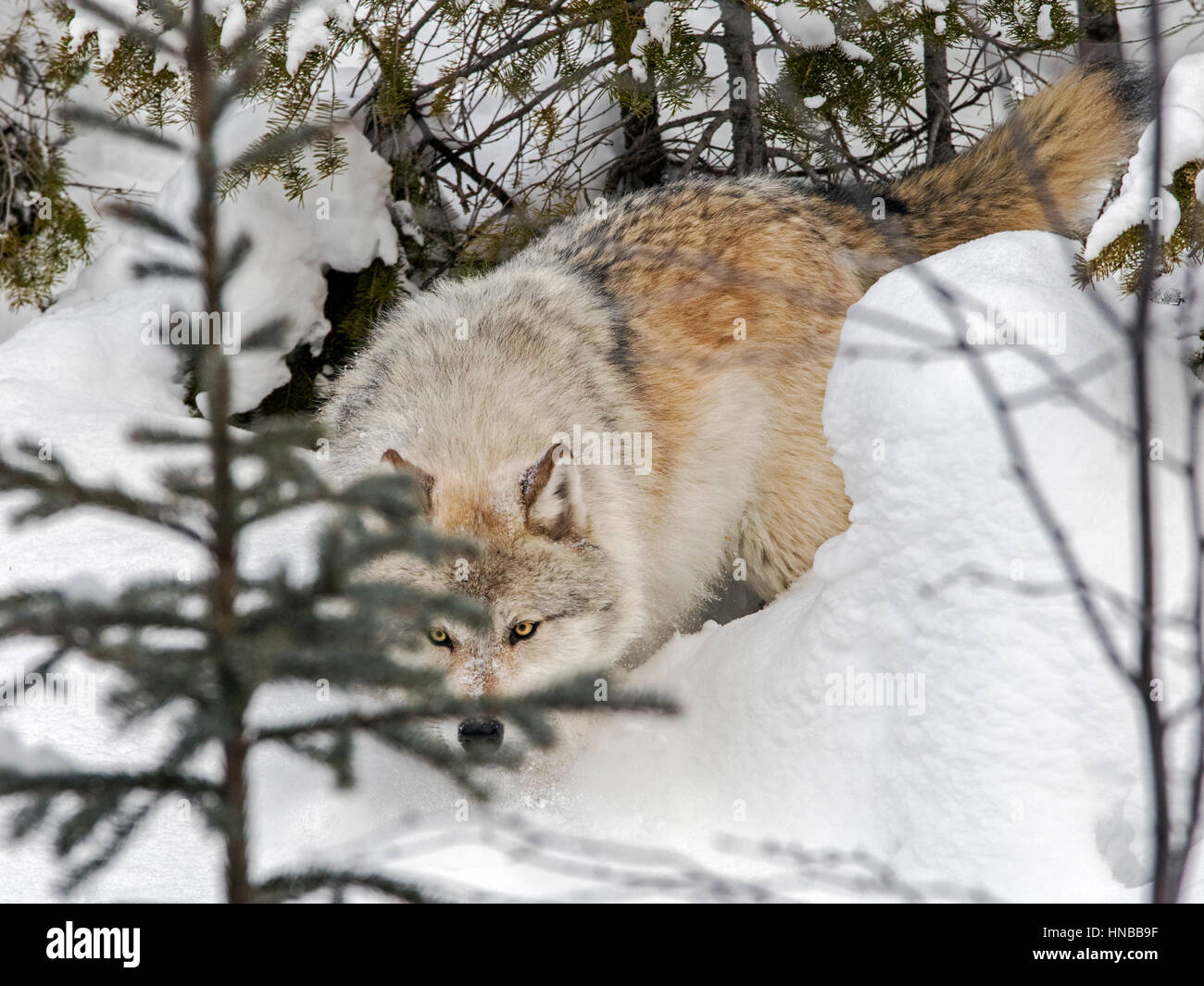 Loup gris ; Canus lupus ; British Columbia, Canada Banque D'Images