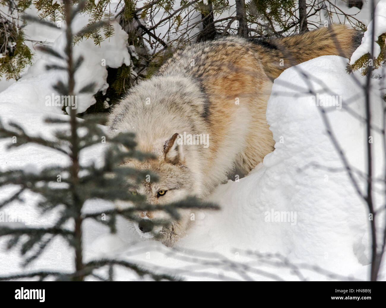 Loup gris ; Canus lupus ; British Columbia, Canada Banque D'Images