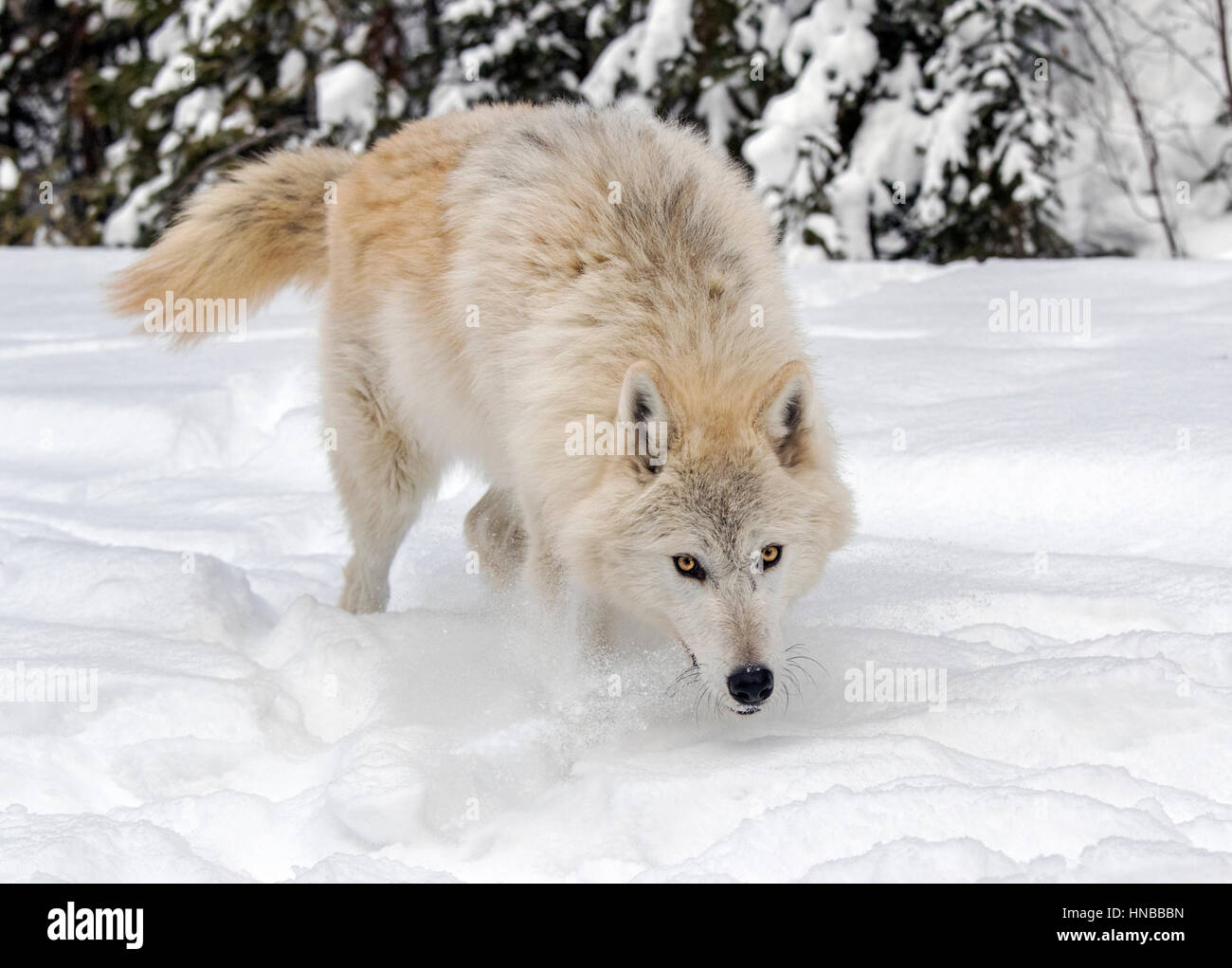 Loup gris ; Canus lupus ; British Columbia, Canada Banque D'Images