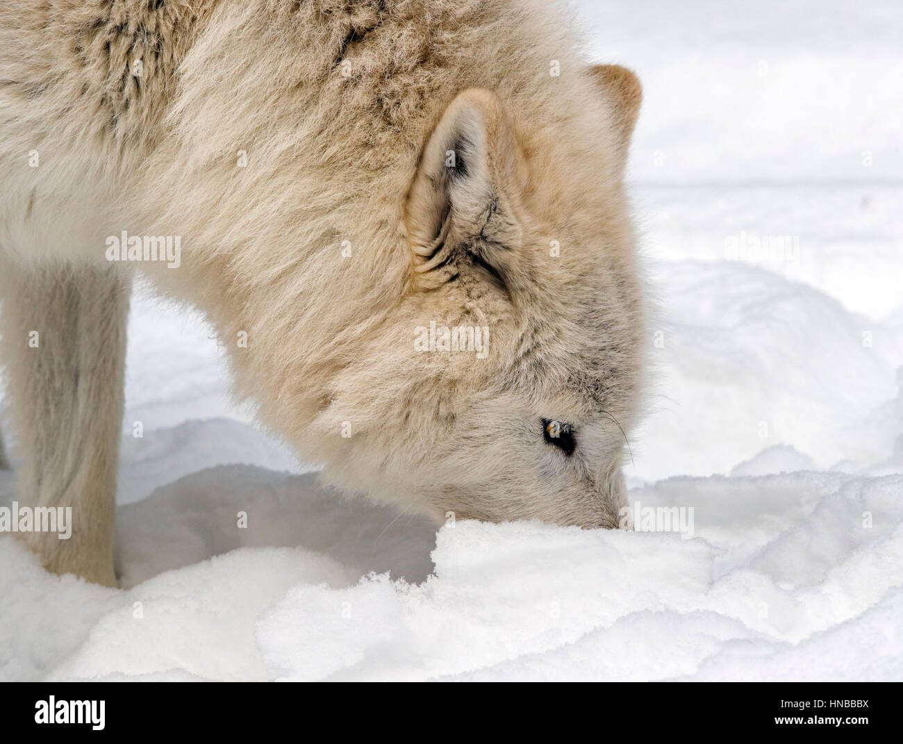 Loup gris ; Canus lupus ; British Columbia, Canada Banque D'Images