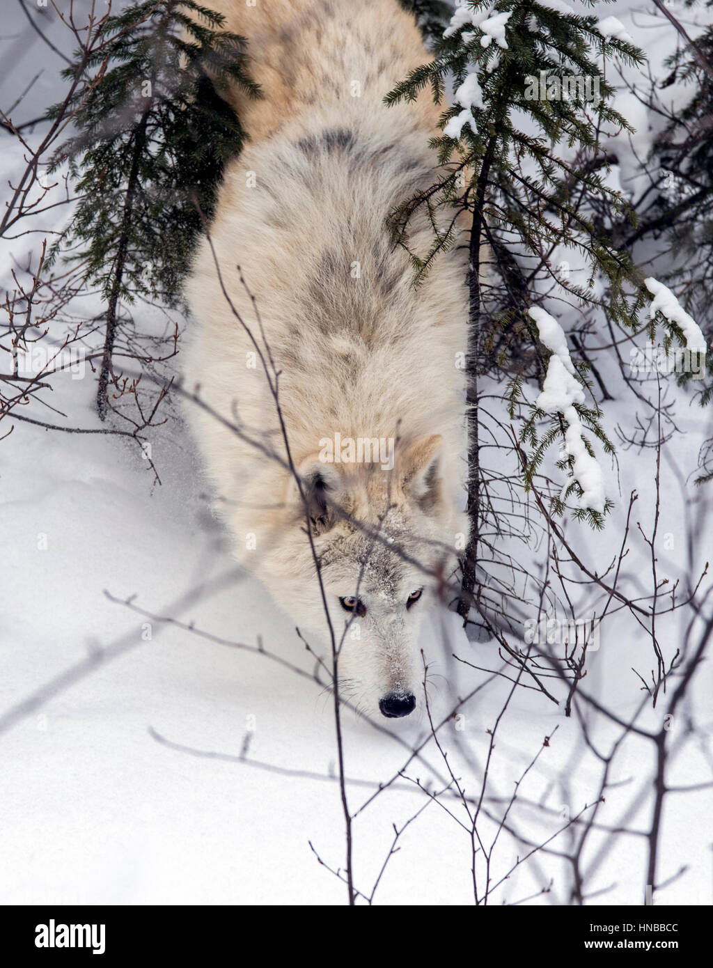 Loup gris ; Canus lupus ; British Columbia, Canada Banque D'Images