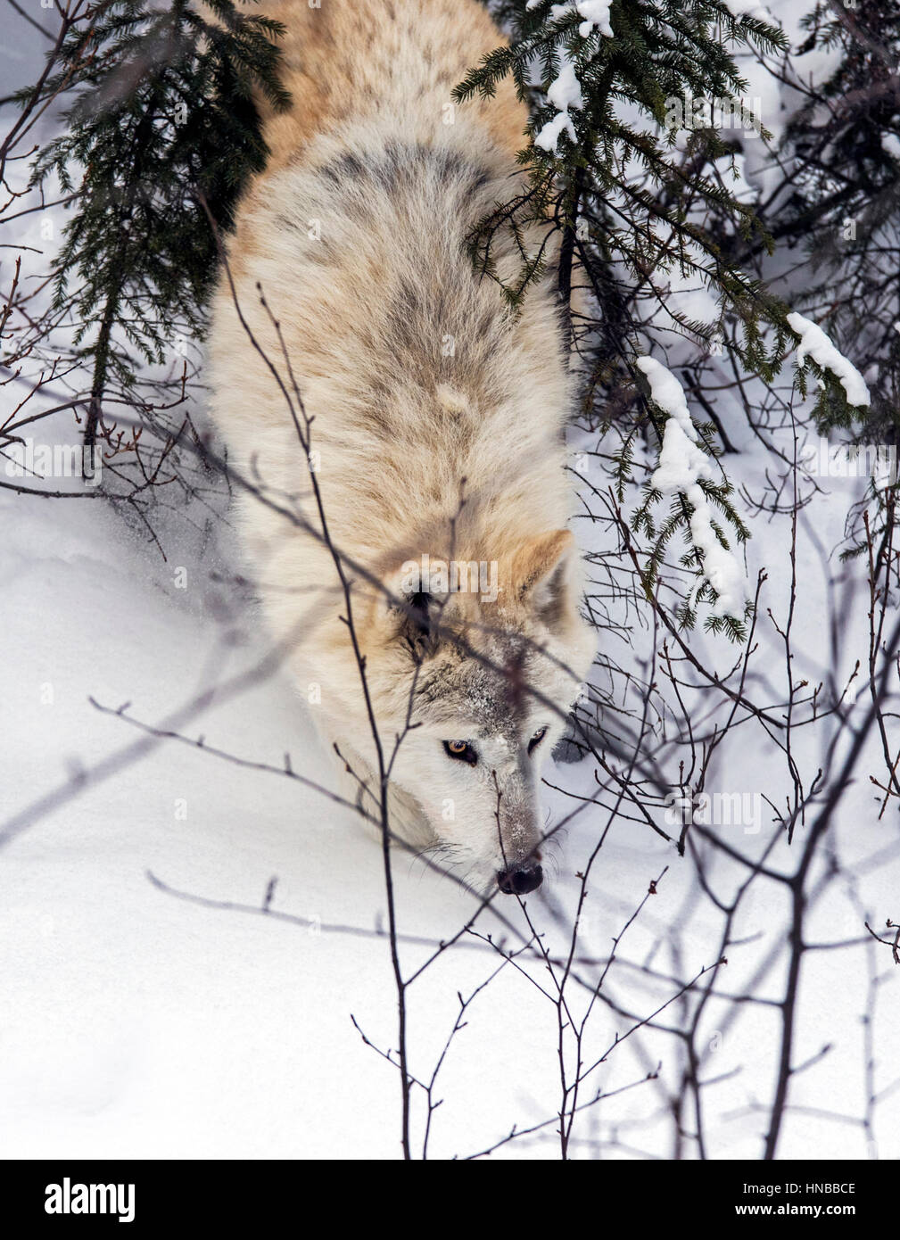 Loup gris ; Canus lupus ; British Columbia, Canada Banque D'Images