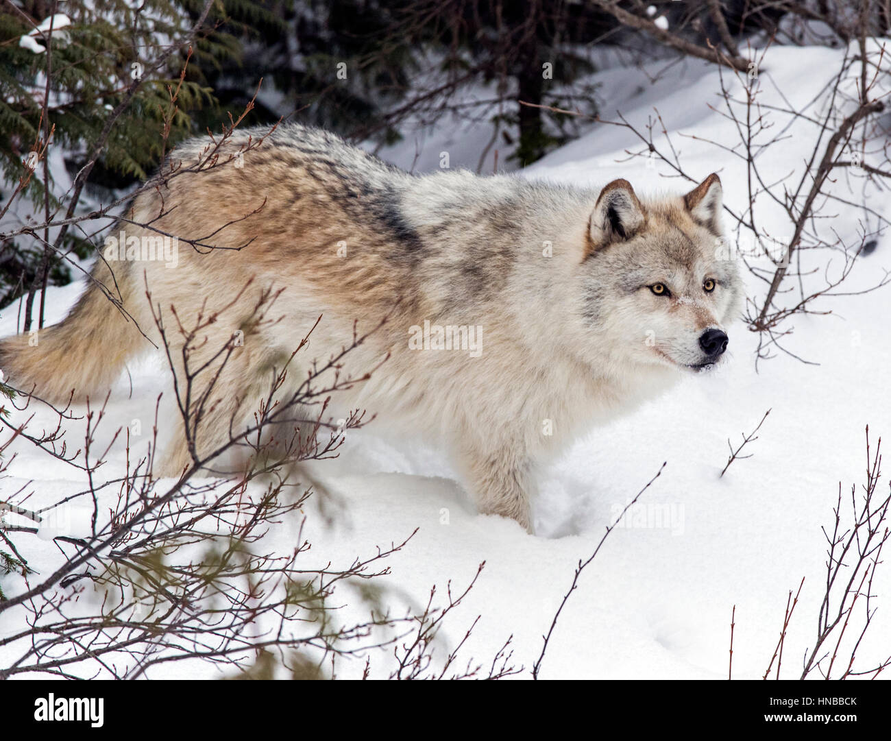 Loup gris ; Canus lupus ; British Columbia, Canada Banque D'Images