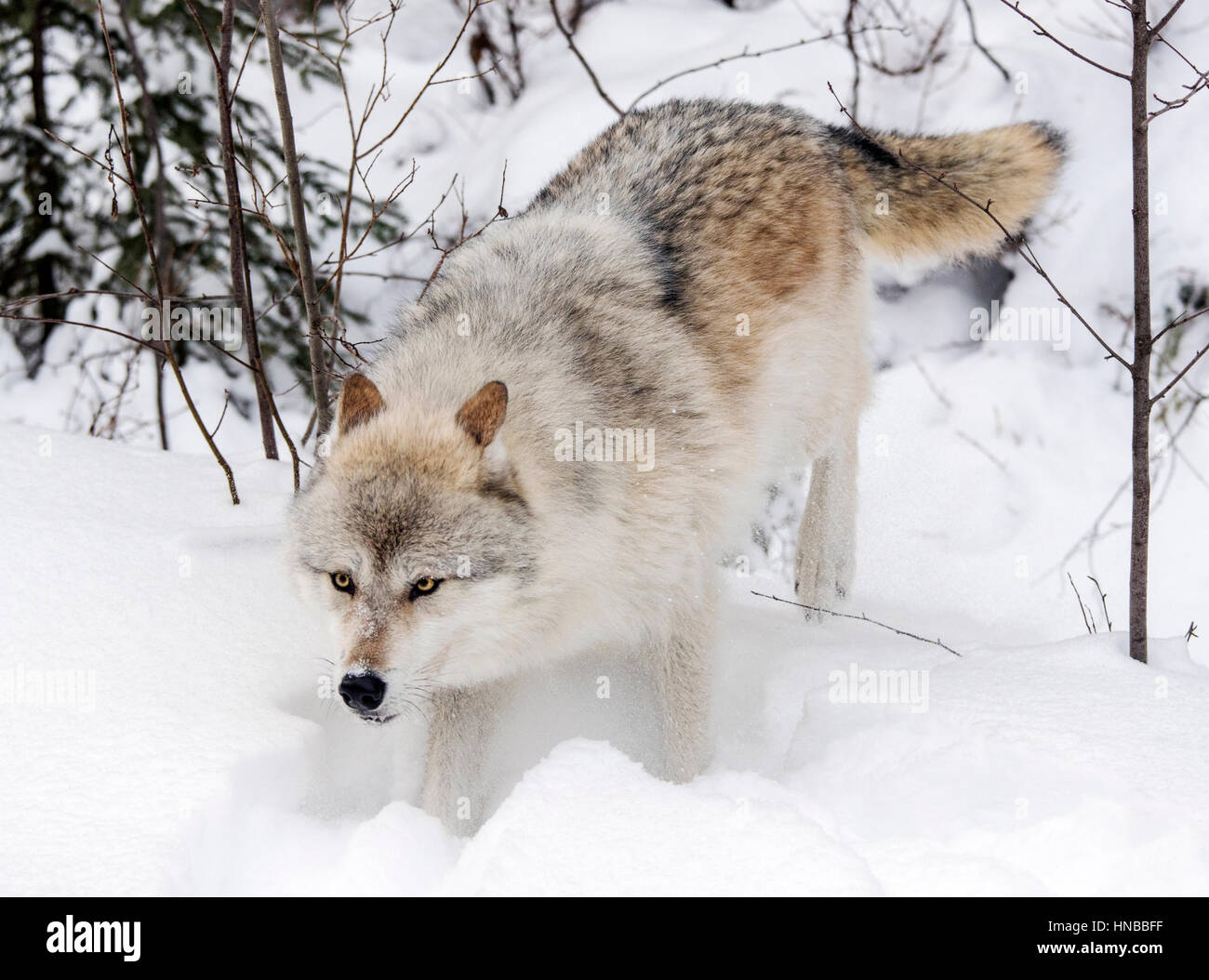 Loup gris ; Canus lupus ; British Columbia, Canada Banque D'Images