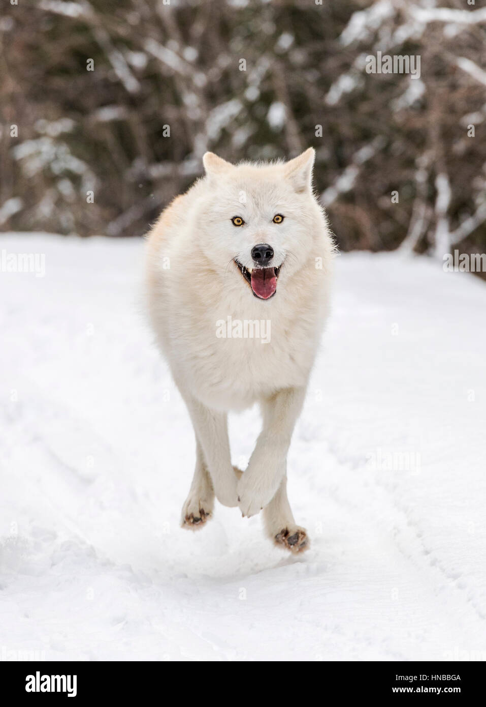 Loup gris ; Canus lupus ; British Columbia, Canada Banque D'Images