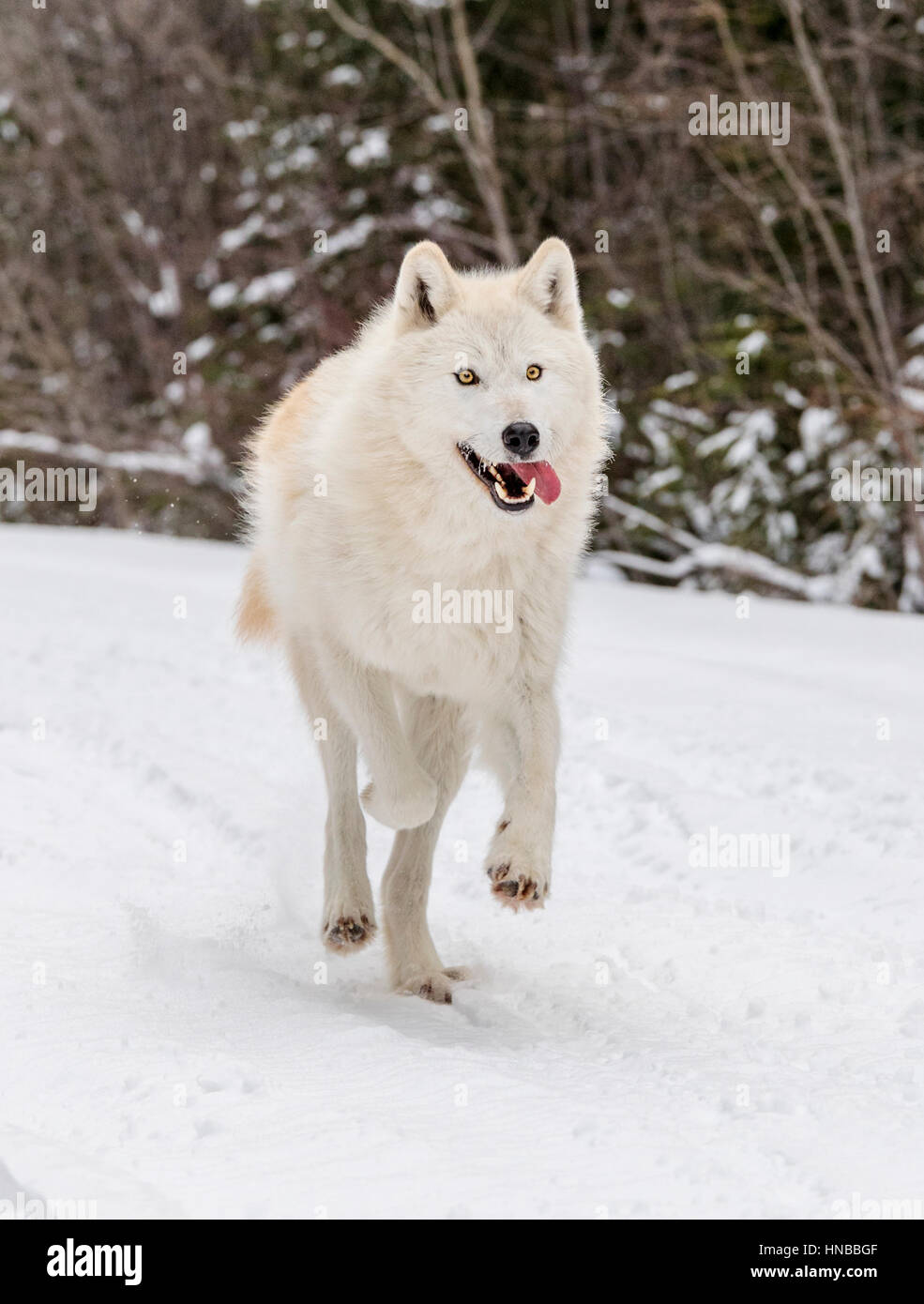 Loup gris ; Canus lupus ; British Columbia, Canada Banque D'Images