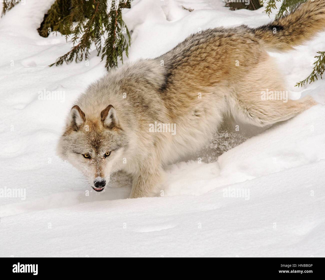 Loup gris ; Canus lupus ; British Columbia, Canada Banque D'Images