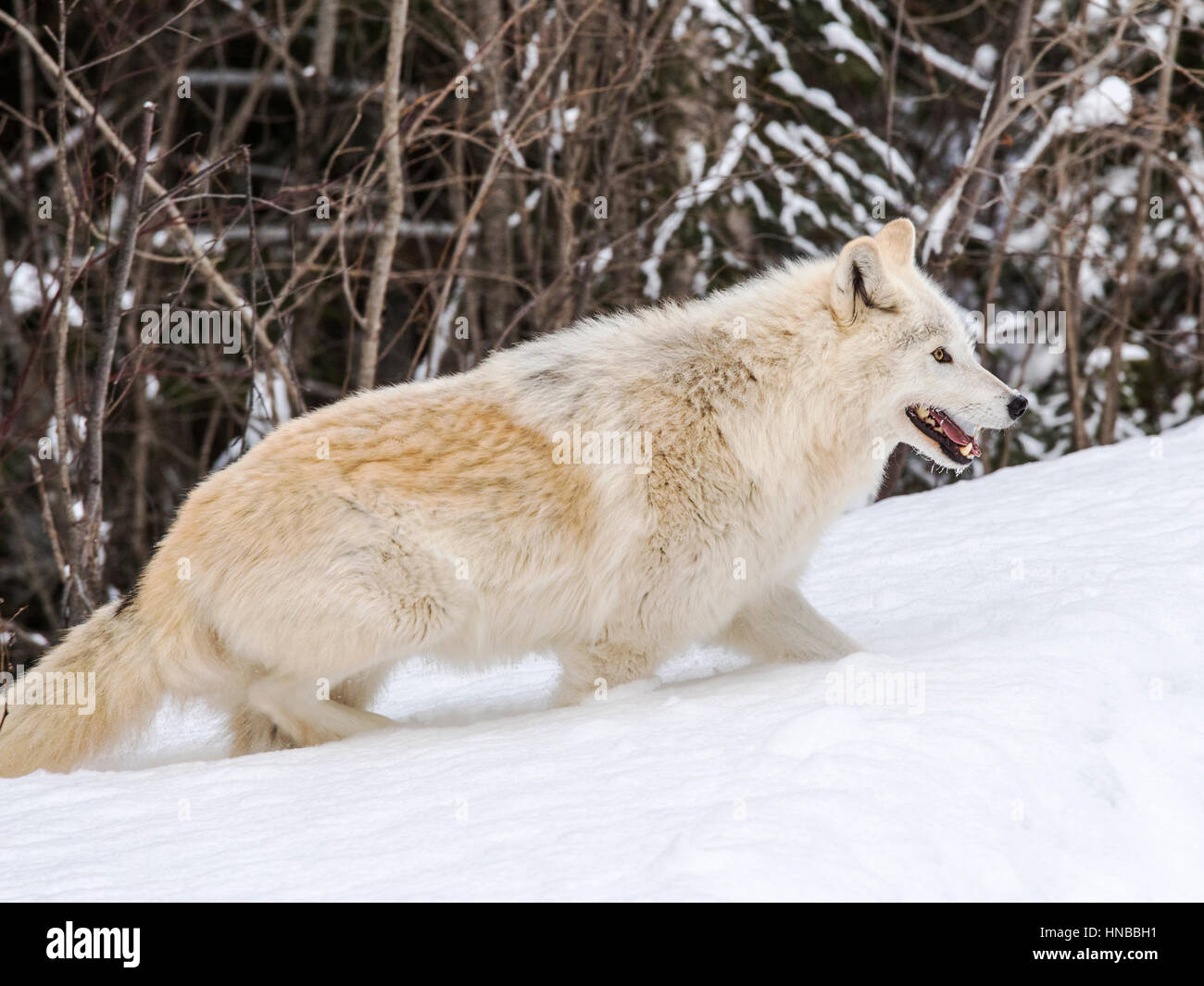 Loup gris ; Canus lupus ; British Columbia, Canada Banque D'Images