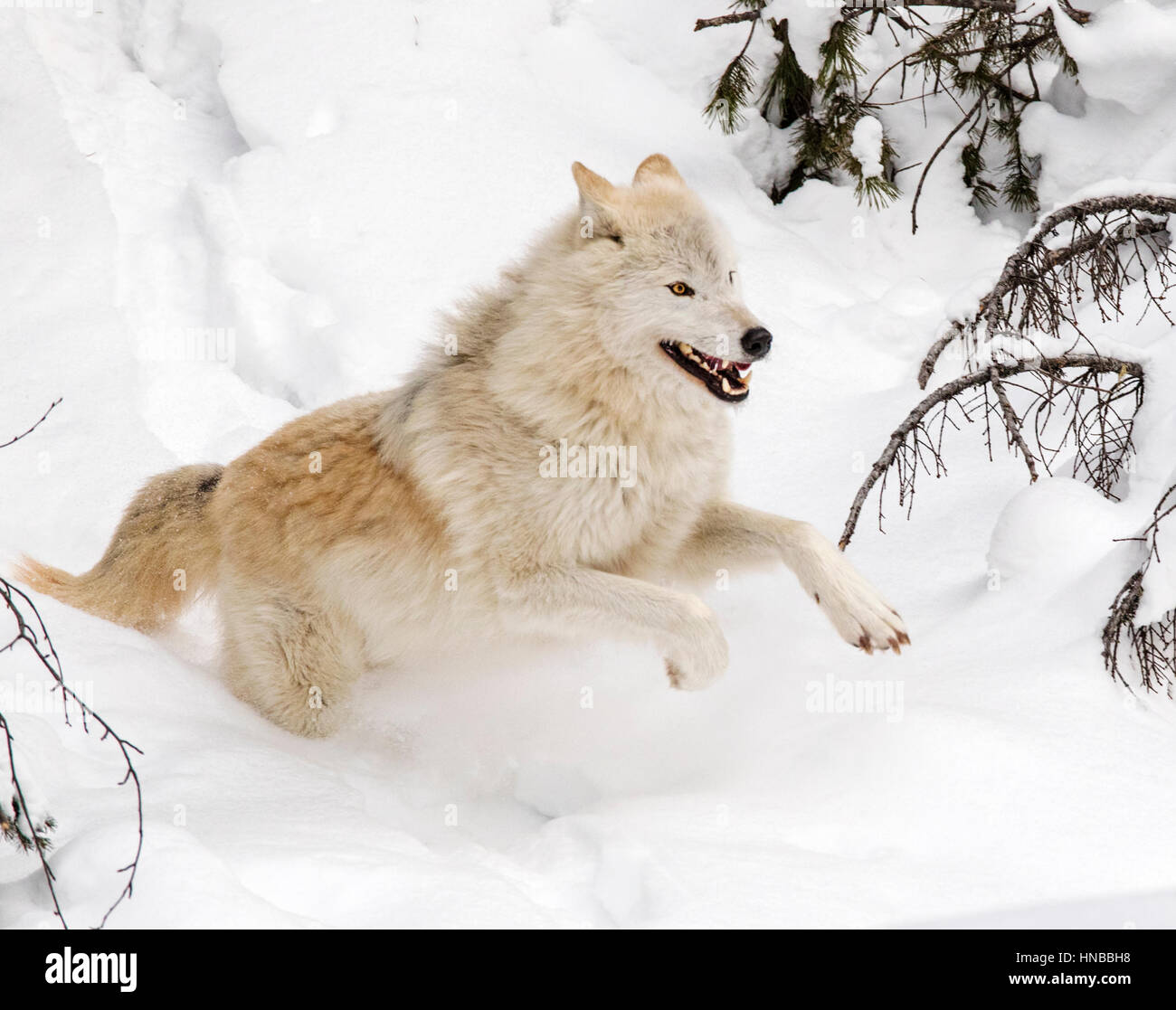 Loup gris ; Canus lupus ; British Columbia, Canada Banque D'Images