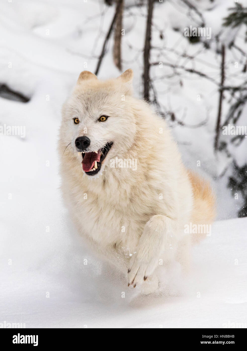 Loup gris ; Canus lupus ; British Columbia, Canada Banque D'Images