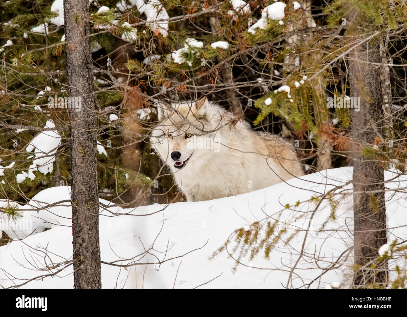 Loup gris ; Canus lupus ; British Columbia, Canada Banque D'Images