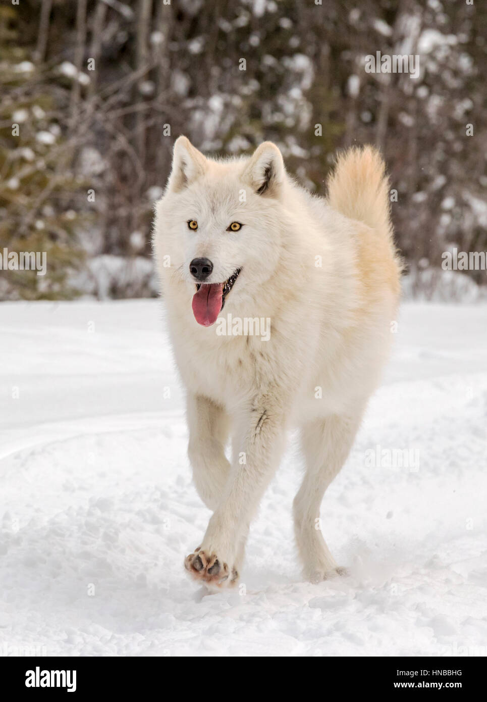 Loup gris ; Canus lupus ; British Columbia, Canada Banque D'Images