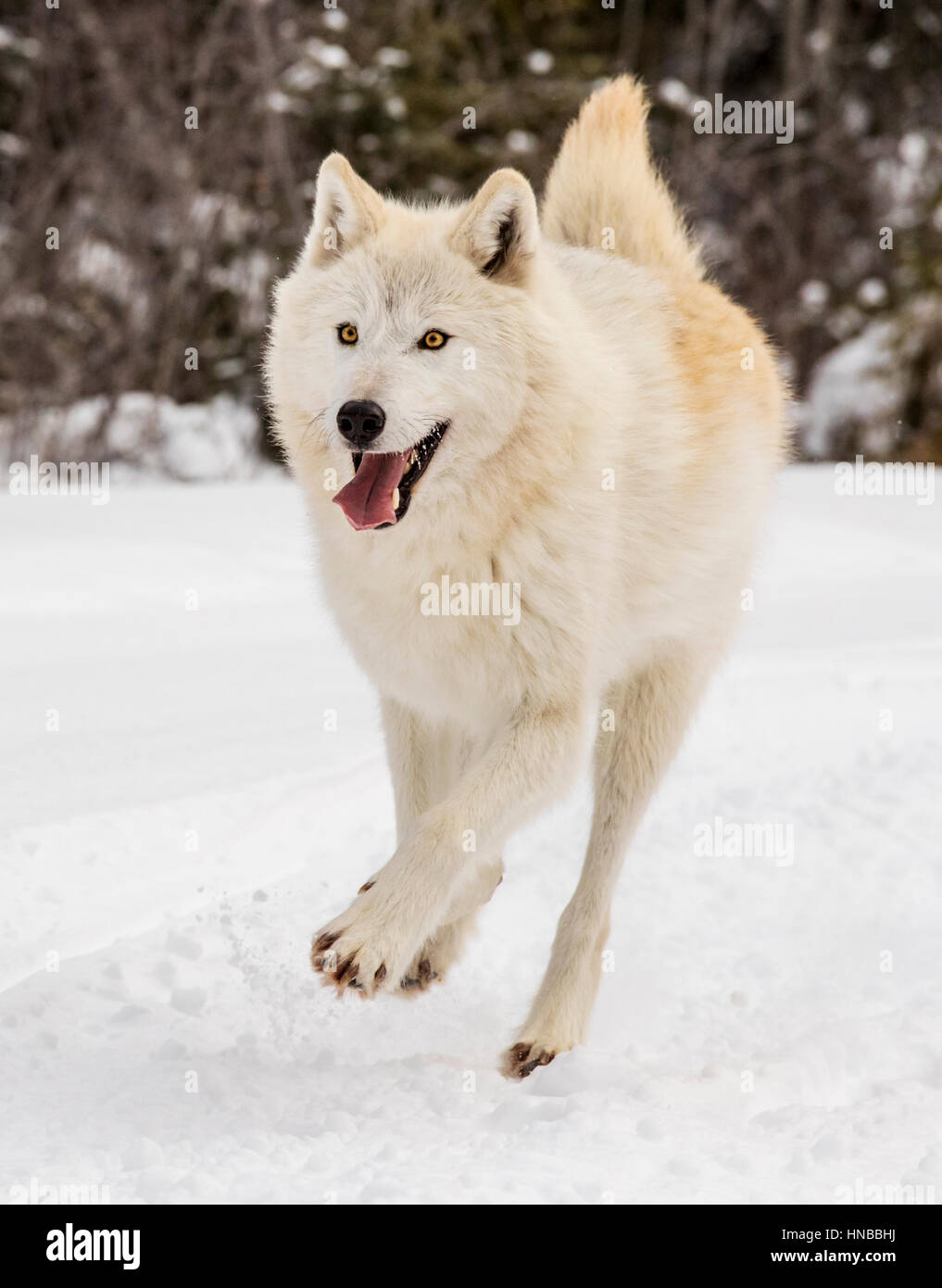 Loup gris ; Canus lupus ; British Columbia, Canada Banque D'Images