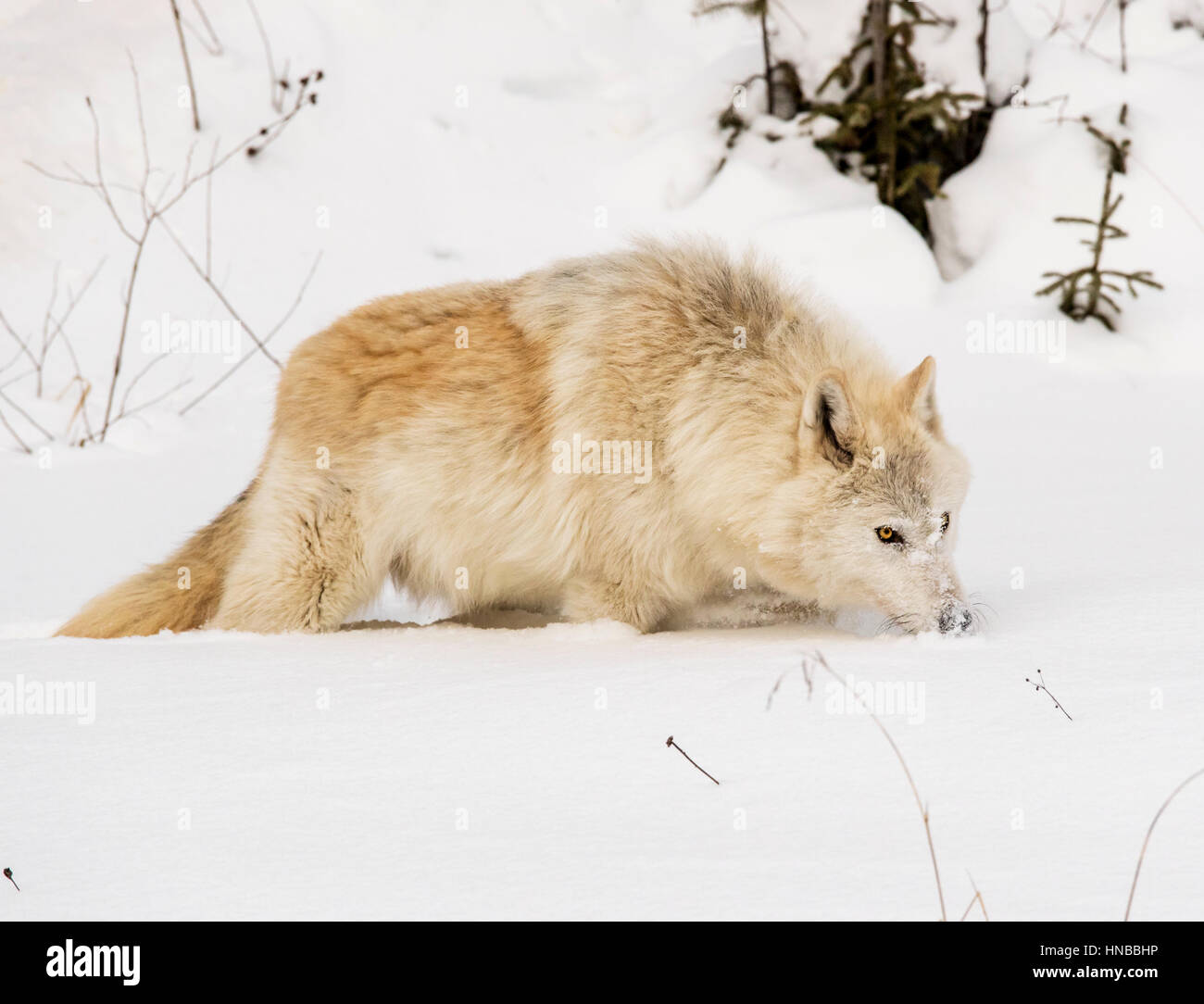 Loup gris ; Canus lupus ; British Columbia, Canada Banque D'Images