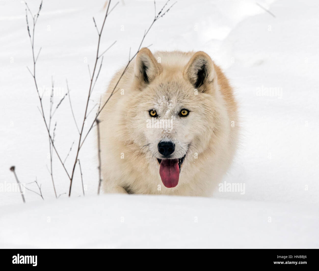 Loup gris ; Canus lupus ; British Columbia, Canada Banque D'Images