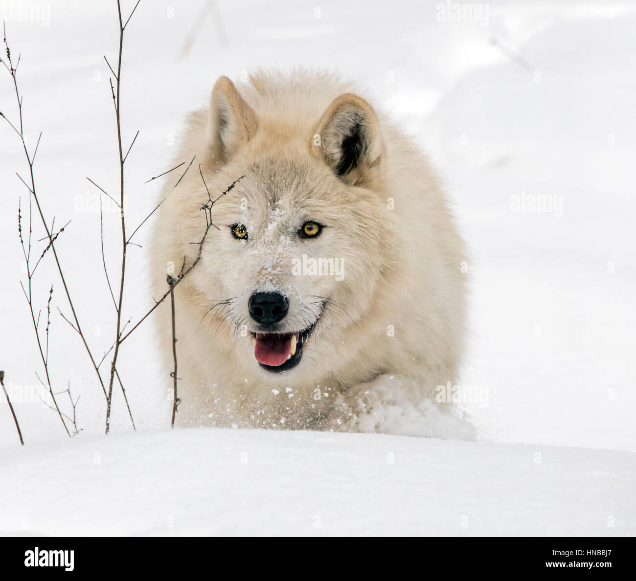 Loup gris ; Canus lupus ; British Columbia, Canada Banque D'Images