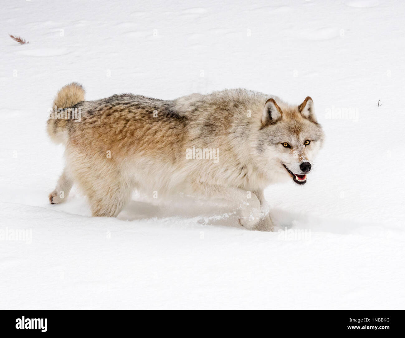 Loup gris ; Canus lupus ; British Columbia, Canada Banque D'Images
