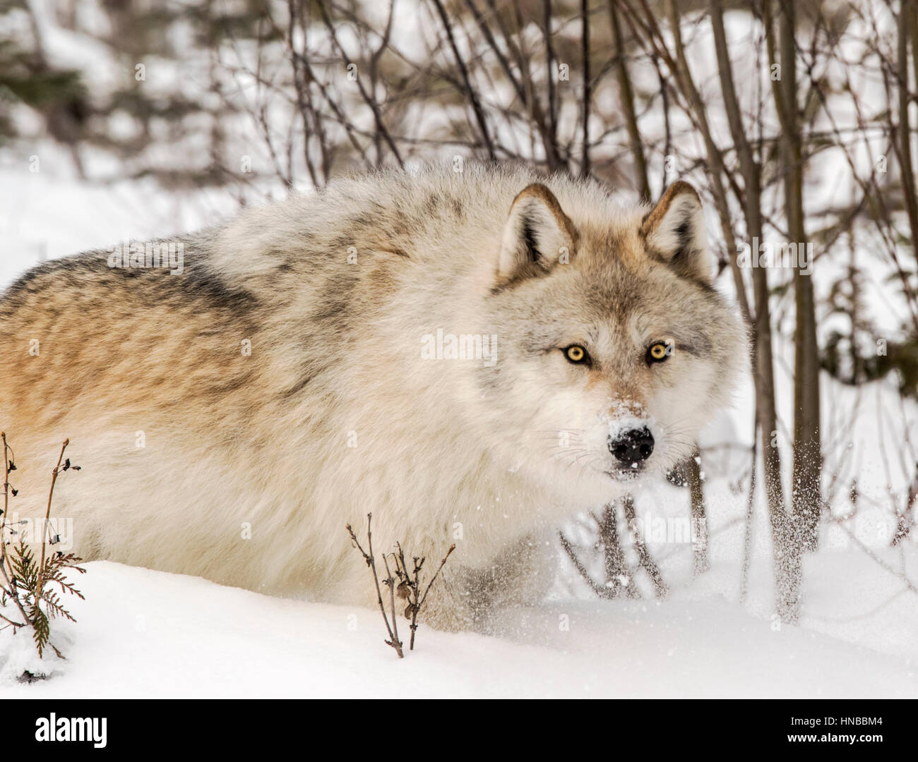 Loup gris ; Canus lupus ; British Columbia, Canada Banque D'Images