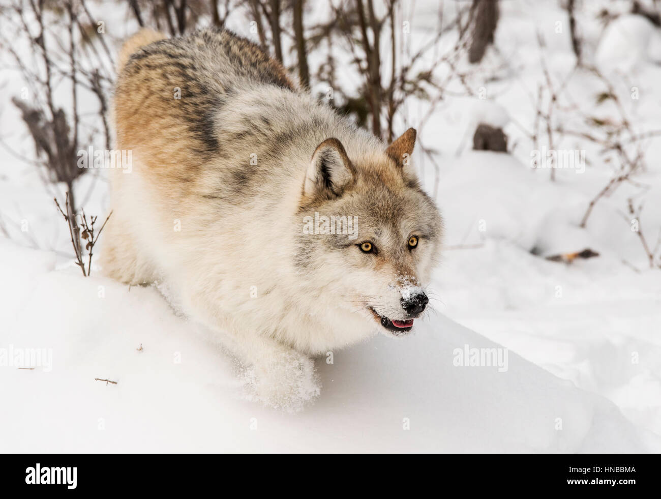 Loup gris ; Canus lupus ; British Columbia, Canada Banque D'Images