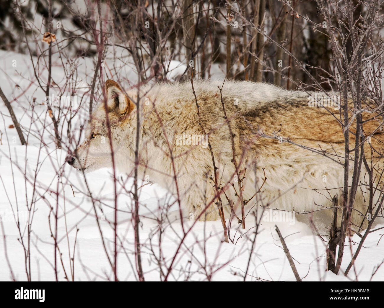 Loup gris ; Canus lupus ; British Columbia, Canada Banque D'Images