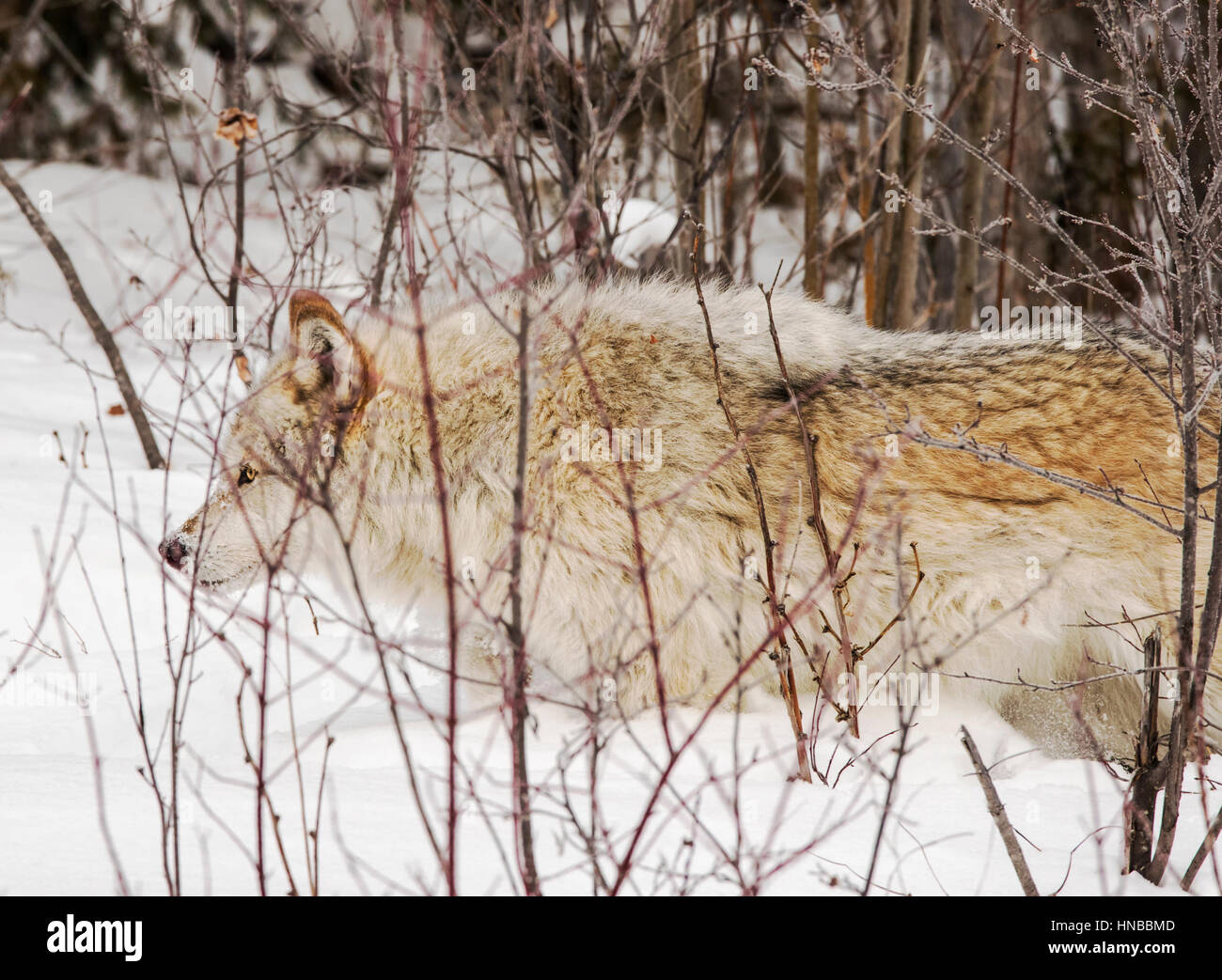 Loup gris ; Canus lupus ; British Columbia, Canada Banque D'Images