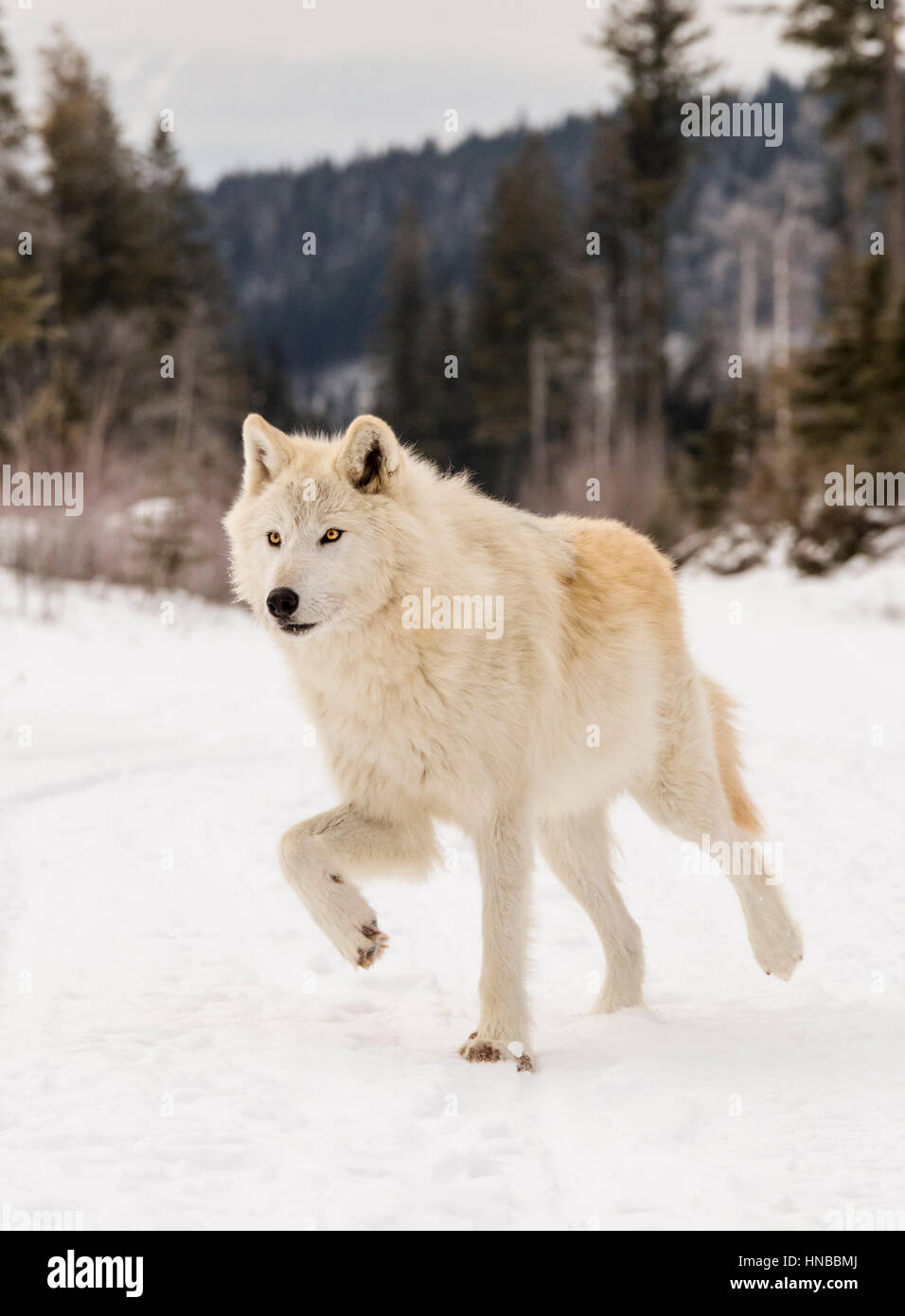 Loup gris ; Canus lupus ; British Columbia, Canada Banque D'Images