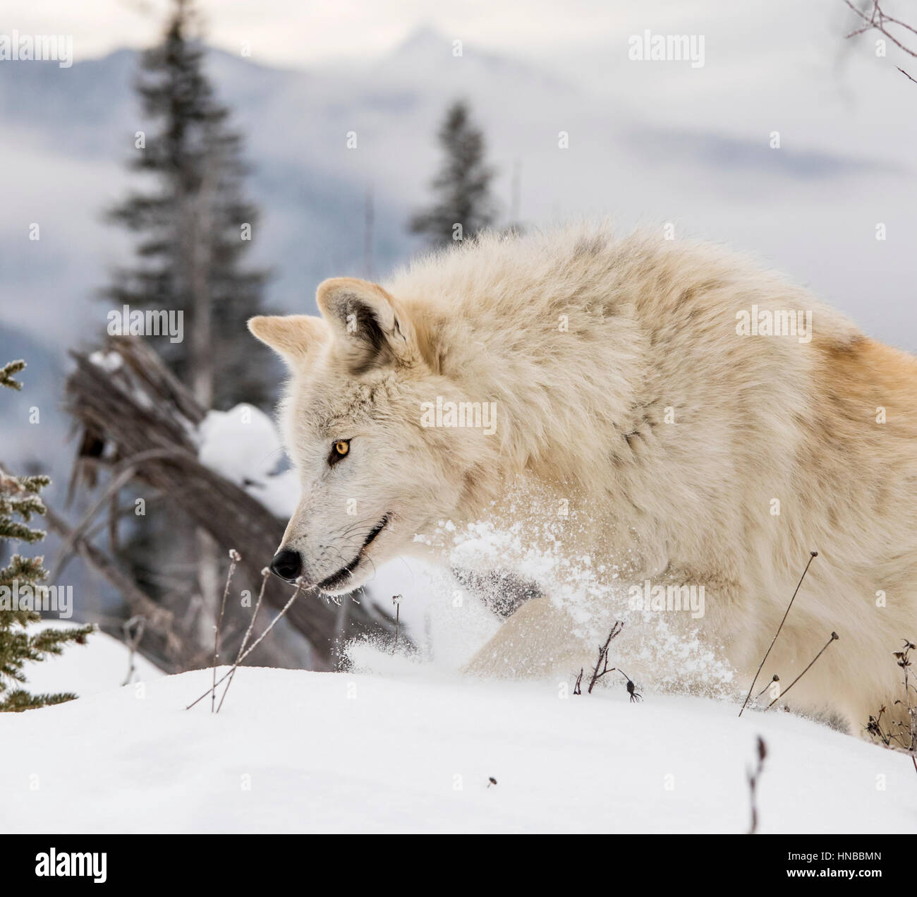 Loup gris ; Canus lupus ; British Columbia, Canada Banque D'Images