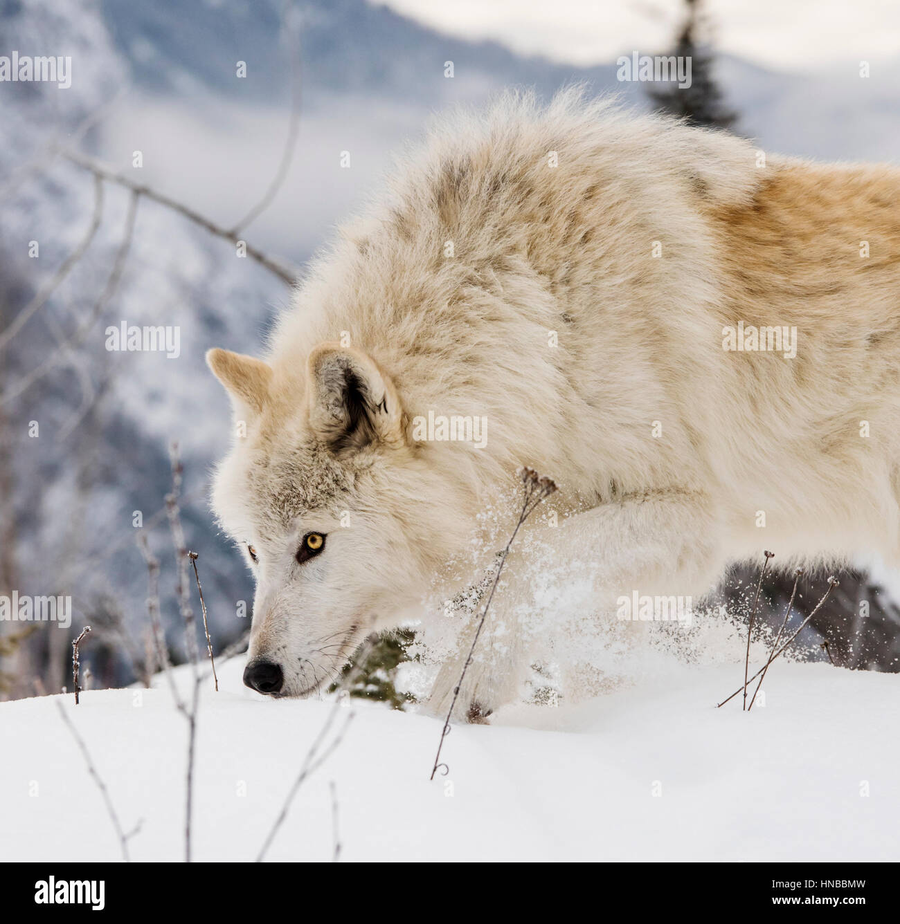 Loup gris ; Canus lupus ; British Columbia, Canada Banque D'Images