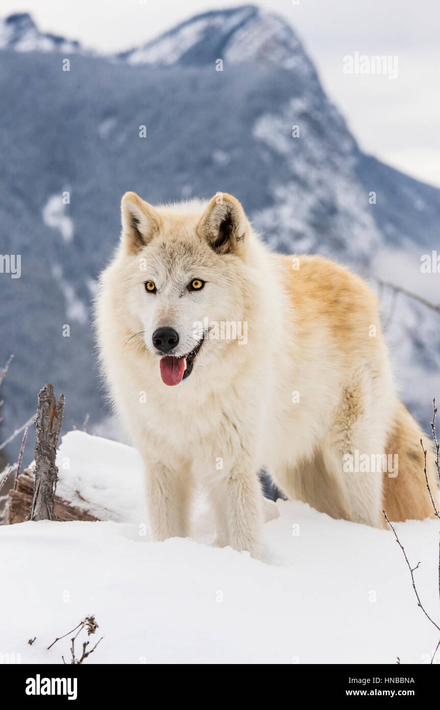 Loup gris ; Canus lupus ; British Columbia, Canada Banque D'Images