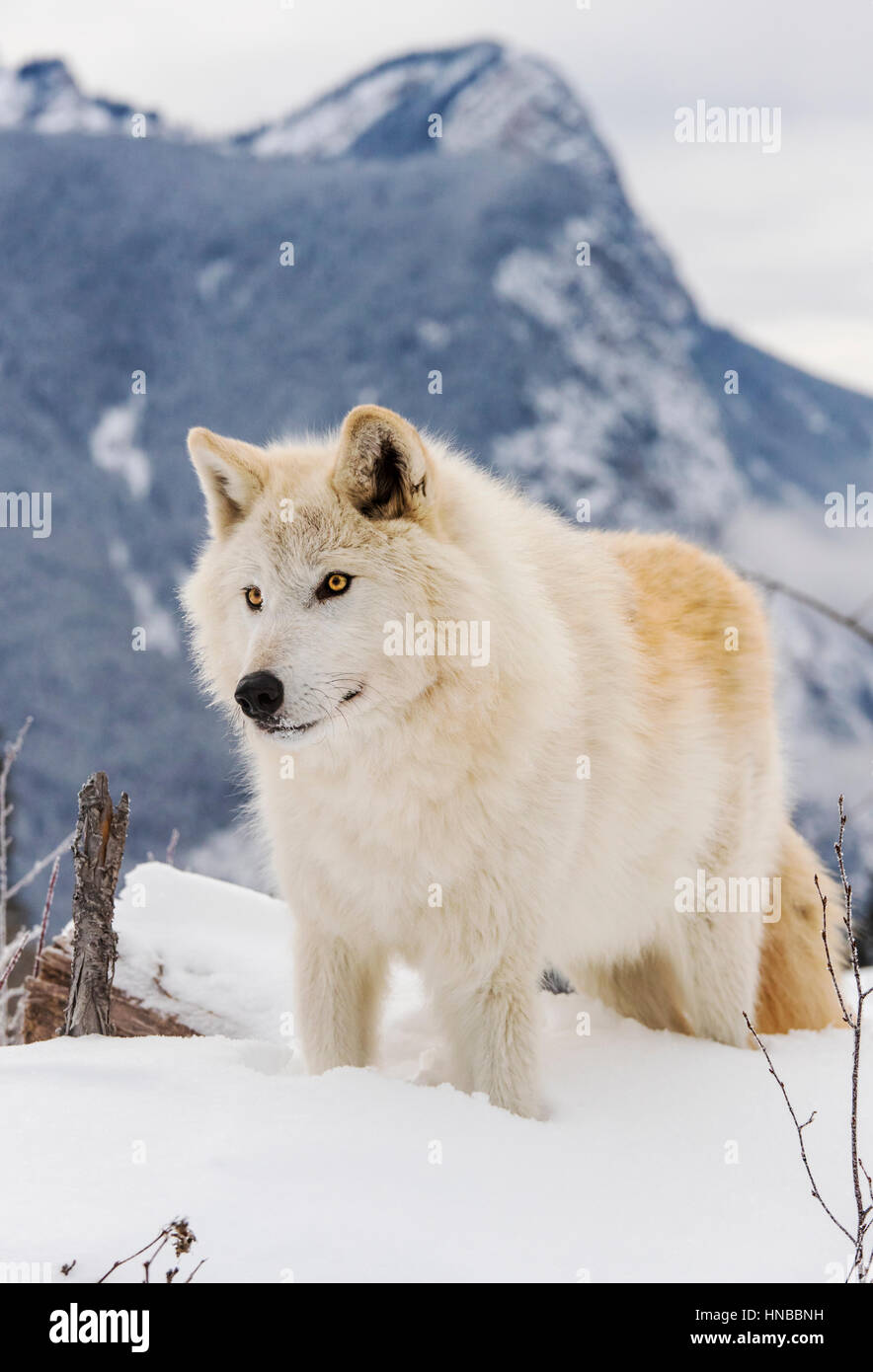 Loup gris ; Canus lupus ; British Columbia, Canada Banque D'Images