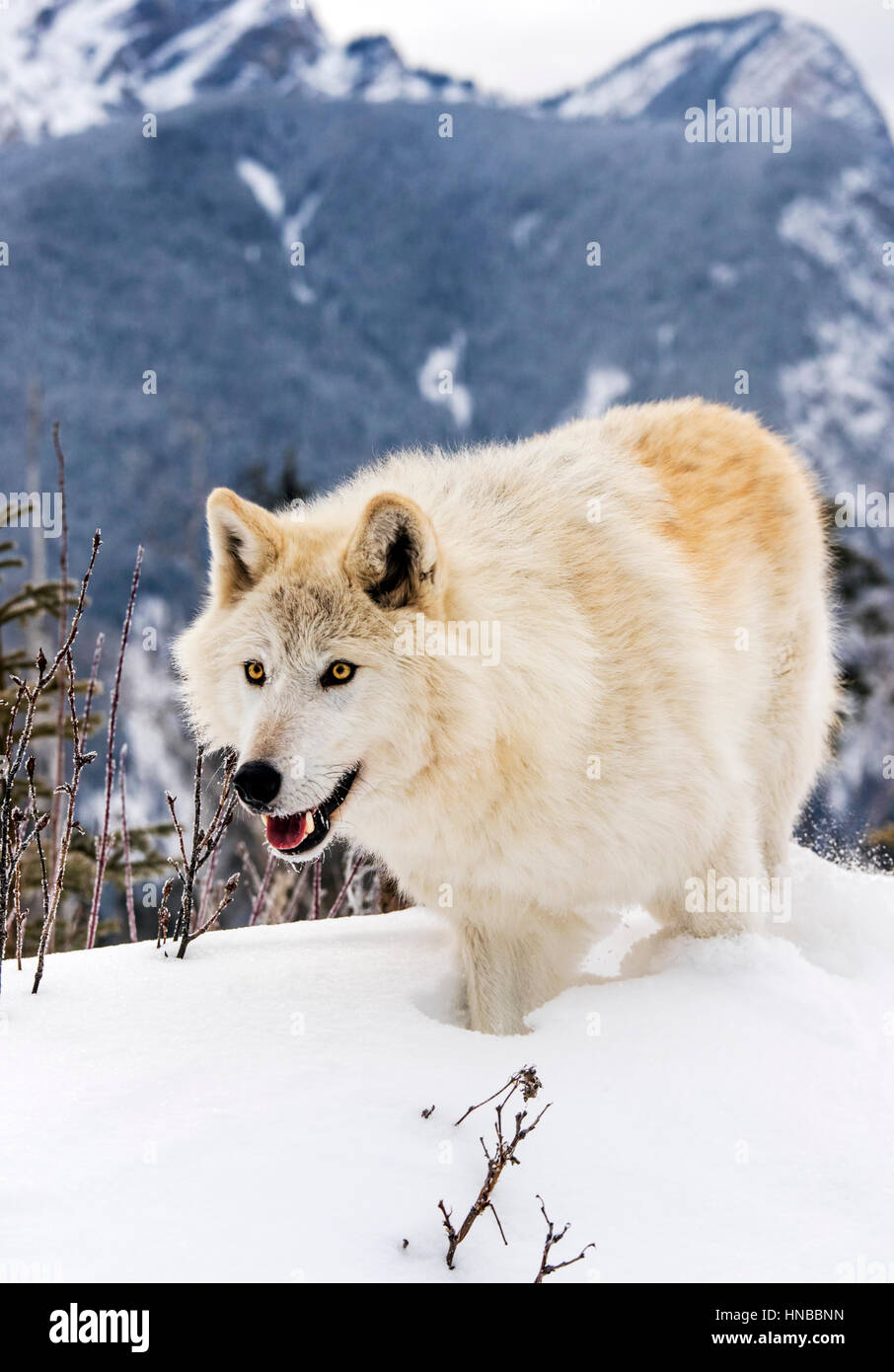 Loup gris ; Canus lupus ; British Columbia, Canada Banque D'Images
