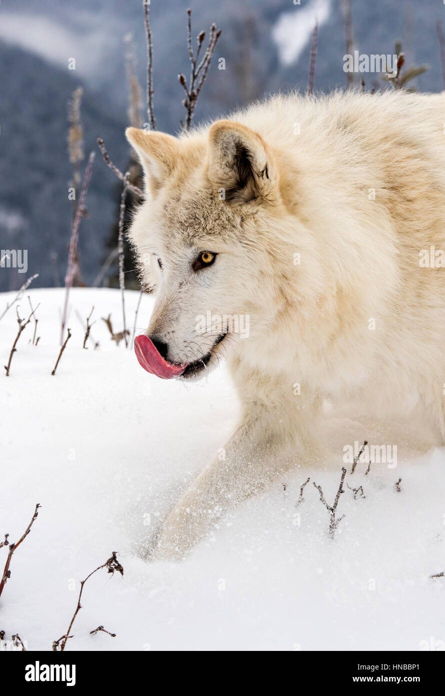 Loup gris ; Canus lupus ; British Columbia, Canada Banque D'Images