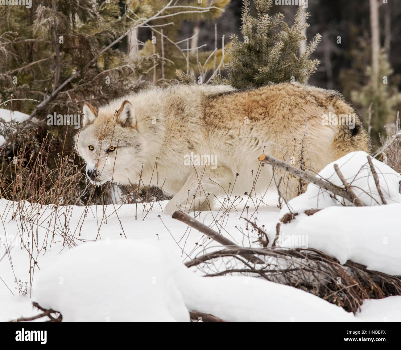 Loup gris ; Canus lupus ; British Columbia, Canada Banque D'Images