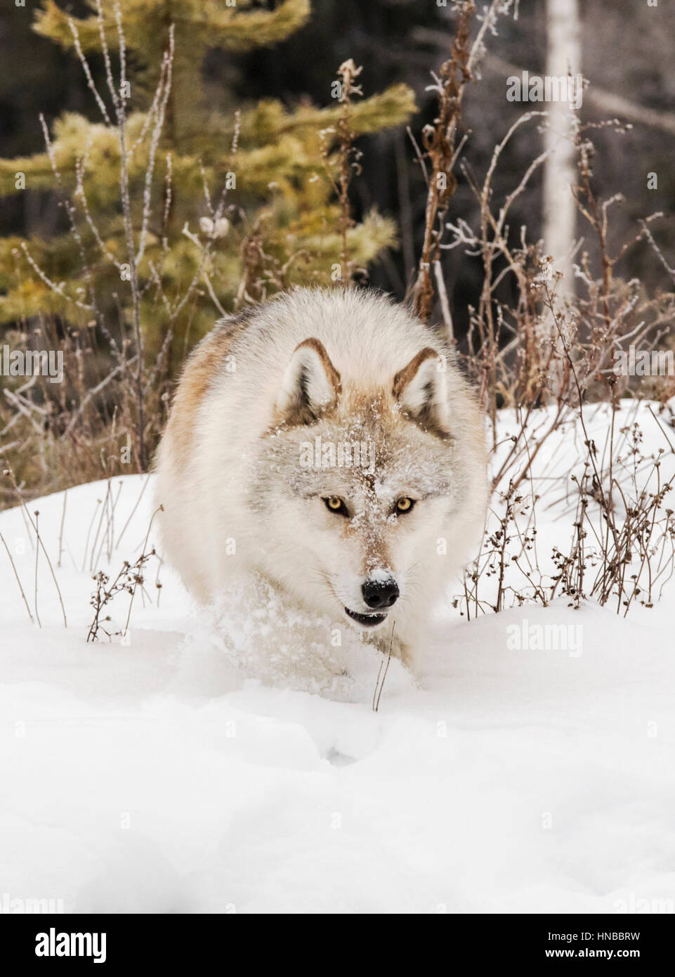 Loup gris ; Canus lupus ; British Columbia, Canada Banque D'Images